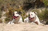 BOULEDOGUE AMERICAIN 424
